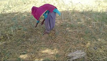 गर्म देसी लड़के ने खेत में कड़ी मेहनत करने वाली अपनी बेवफा को चोदा